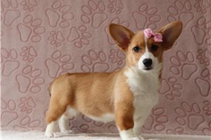 Blair - Corgi, Pembroke Welsh for sale