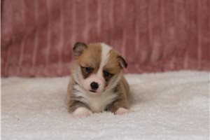 Ginger - Pembroke Welsh Corgi for sale