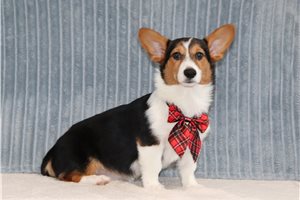 Beckham - Corgi, Pembroke Welsh, placed in Zanesville / Cambridge