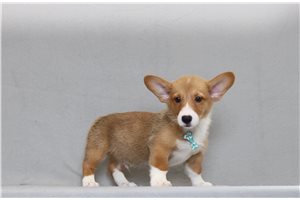 Bene - Corgi, Pembroke Welsh for sale