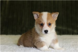 Gaston - Pembroke Welsh Corgi for sale