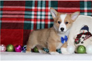 Darius - Corgi, Pembroke Welsh for sale