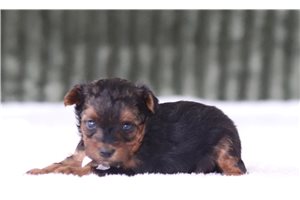 Selena - Yorkiepoo for sale