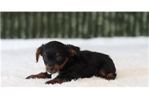 Grady - Yorkiepoo for sale