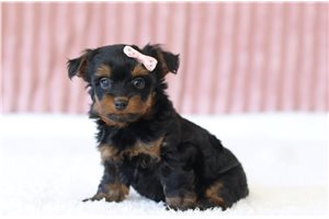 Gwen - Yorkiepoo for sale