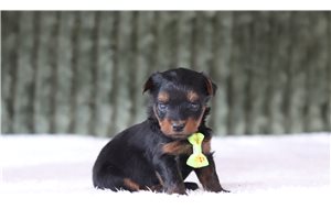 Goose - Yorkiepoo for sale