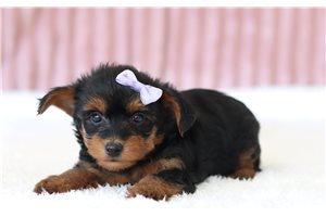 Gypsy - Yorkiepoo for sale