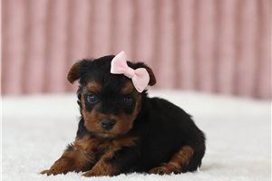 Sian - Yorkiepoo for sale