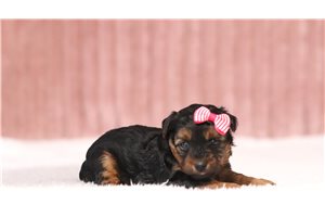 Jezzy - Yorkiepoo for sale