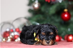Stevie - Yorkiepoo - Yorkie Poo for sale