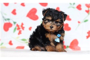 Theodore - Yorkiepoo - Yorkie Poo for sale
