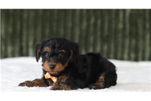 Jeeves - Yorkiepoo - Yorkie Poo for sale
