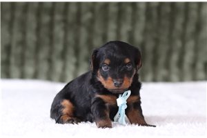 Gordy - Yorkiepoo for sale
