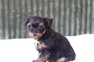 Gordon - Yorkiepoo - Yorkie Poo for sale