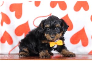 Felix - Yorkiepoo - Yorkie Poo for sale