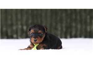 Jefferson - Yorkiepoo for sale