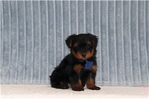Goose - Yorkiepoo for sale