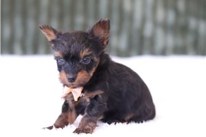 Gordon, a Yorkiepoo puppy