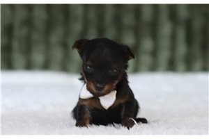 Gordon - Yorkiepoo for sale