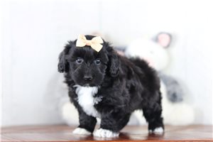 Paula - Yorkiepoo - Yorkie Poo for sale