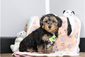 Prince - Yorkiepoo - Yorkie Poo for sale