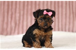 Jezzy - Yorkiepoo for sale