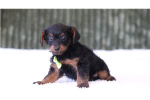 Gordy - Yorkiepoo for sale