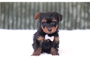 Goose - Yorkiepoo for sale