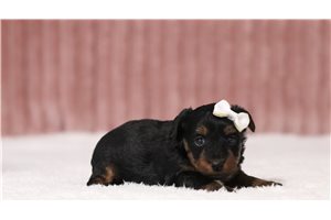 Jezebelle - Yorkiepoo for sale