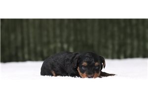 Jeeves - Yorkiepoo - Yorkie Poo for sale