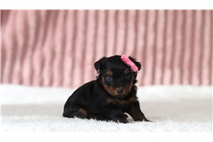 Gwen - Yorkiepoo for sale