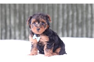 Jefferson - Yorkiepoo for sale