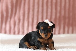 Gypsy - Yorkiepoo for sale