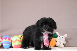 Pedro - Yorkiepoo - Yorkie Poo for sale