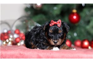 Samantha - Yorkiepoo - Yorkie Poo for sale