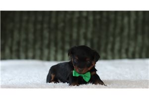 Grady - Yorkiepoo for sale