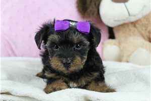 Seraphina - puppy for sale