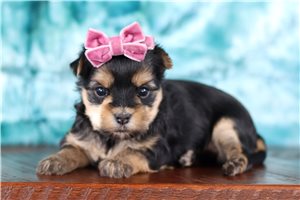 Isabelle - Morkie / Yorktese for sale