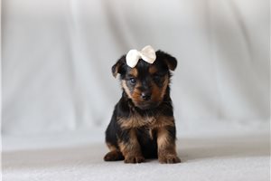 Jolene - Yorkshire Terrier - Yorkie for sale