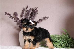 Sadie - Yorkshire Terrier - Yorkie for sale