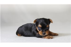 Toby - Yorkshire Terrier - Yorkie for sale