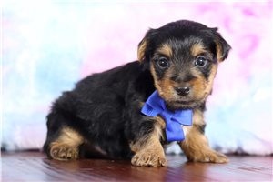 Ewan - Yorkshire Terrier - Yorkie for sale