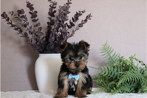 Tommy - Yorkshire Terrier - Yorkie for sale