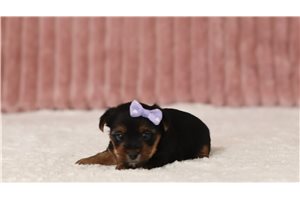 Dolly - Yorkie for sale