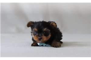 Joey - Yorkshire Terrier - Yorkie for sale