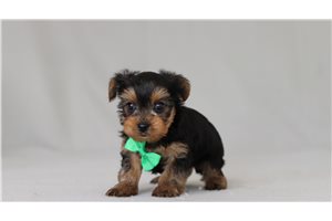 Bleven - Yorkshire Terrier - Yorkie for sale
