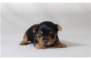 Blink - Yorkshire Terrier - Yorkie for sale