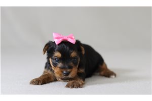 Teesha - Yorkshire Terrier - Yorkie for sale