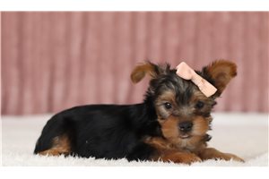 Vida - Yorkie for sale