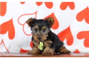 Trent - Yorkshire Terrier - Yorkie for sale